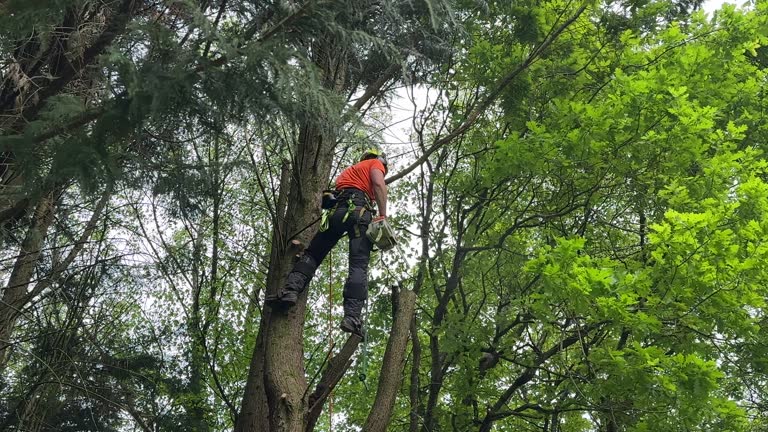 Trusted Apollo Beach, FL Tree Removal and Landscaping Services Experts